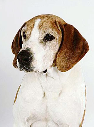 HYGENHUND
